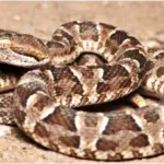 📢 Defensa Civil informa: recomendaciones ante la aparición de víboras