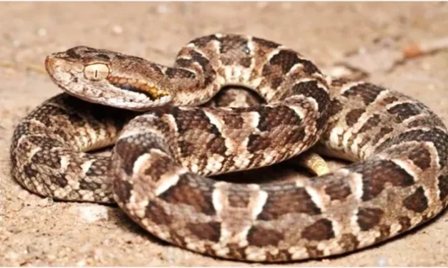 📢 Defensa Civil informa: recomendaciones ante la aparición de víboras