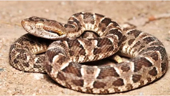 📢 Defensa Civil informa: recomendaciones ante la aparición de víboras